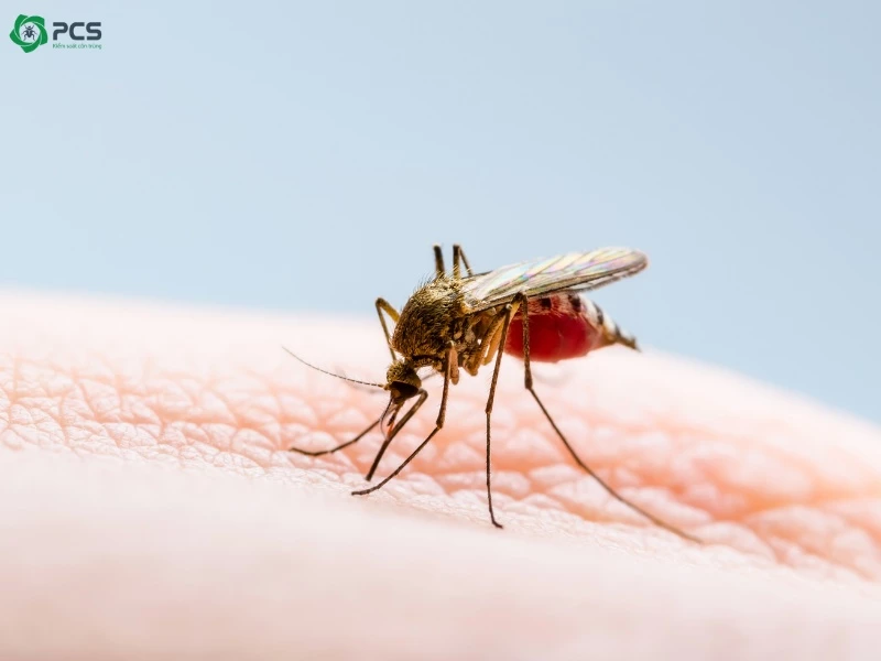 diệt muỗi sốt xuất huyết 